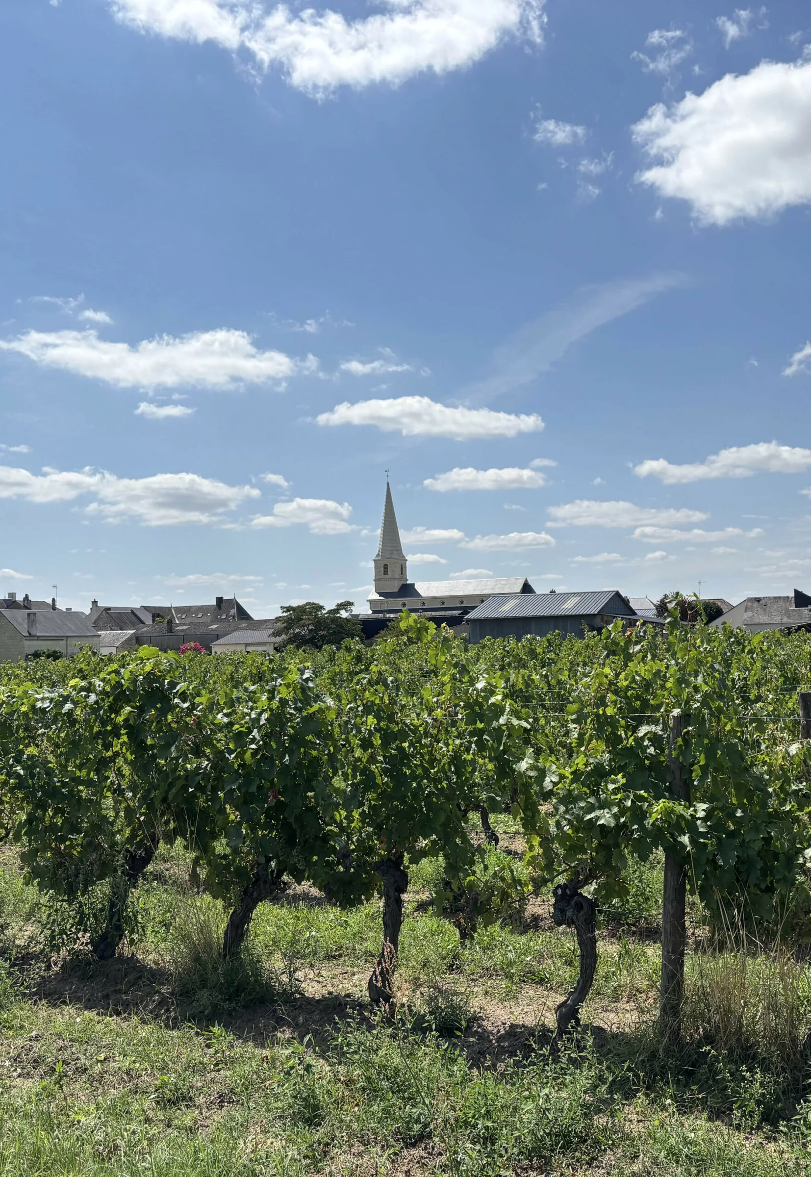 Église St Nicolas de Bourgueil — photo 22
